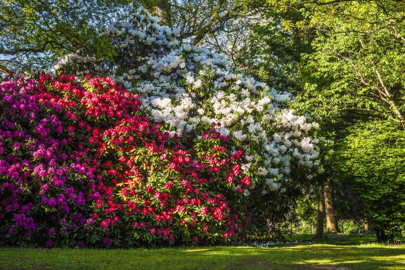 Bowood Woodland Gardens